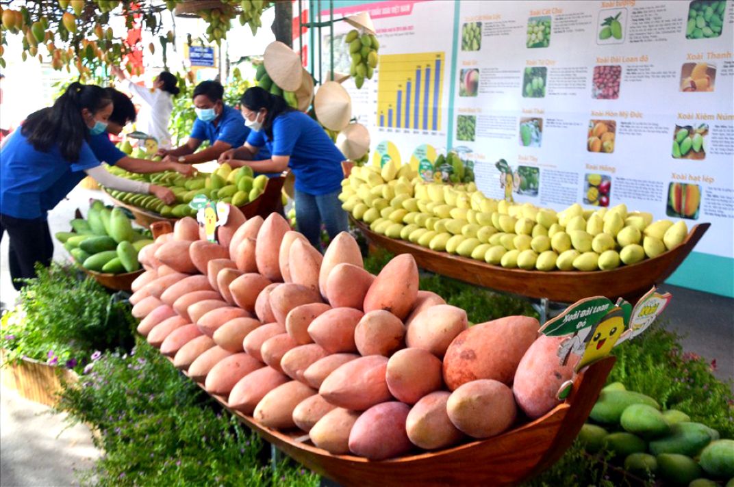 Xoài, loại trái cây đặc sản của Đồng Tháp. Ảnh: Thanh Mai