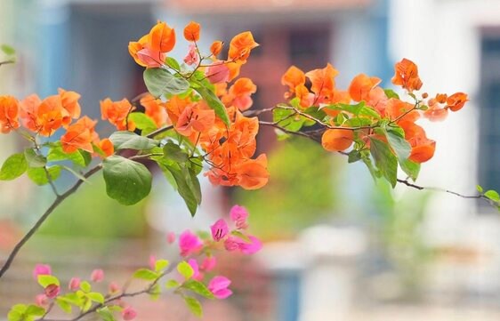 Some plant species have the ability to flower almost all year round. Photo: Thuy Duong