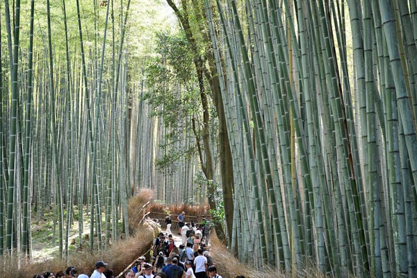 Amidst endlessly tall bamboo trunks, small streams of people silently walk past as if walking in a green memory. Photo: Viet Van