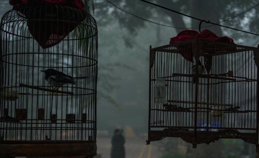 Trong màn sương sớm, tiếng chim đánh thức mọi người dậy. Còn con người, đôi khi vẫn đang đi tìm một khoảng trời riêng cho mình. Ảnh: Việt Văn