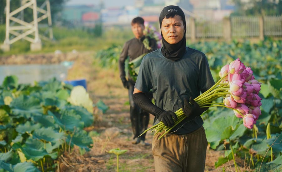 Thu hoạch sen đòi hỏi sức bền, sự tỉ mỉ và tình yêu với hoa. Ảnh: Minh Vũ