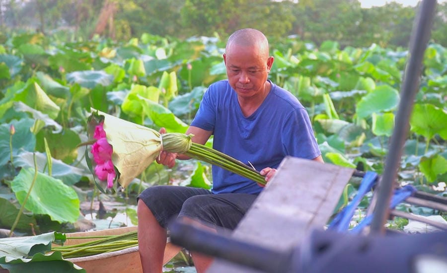 Chủ đầm cẩn thận bó sen trong lá xanh để hoa giữ được độ tươi trên hành trình đến với khách hàng. Ảnh: Minh Vũ