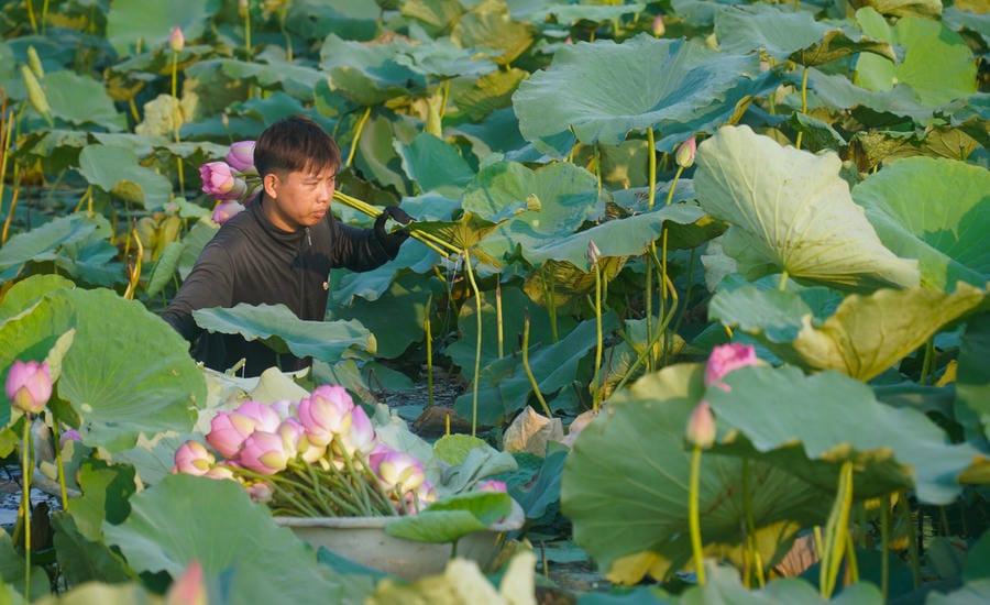Under the sunrise, lotus harvesters are busy racing against time to preserve the beauty of the flower season. Photo: Minh Vu