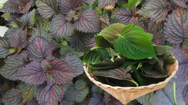 Las hojas de perilla contienen muchos compuestos vegetales como flavonoides y aldehídos que ayudan a las personas con dolor en las articulaciones. Foto gráfica: Hương Sơn