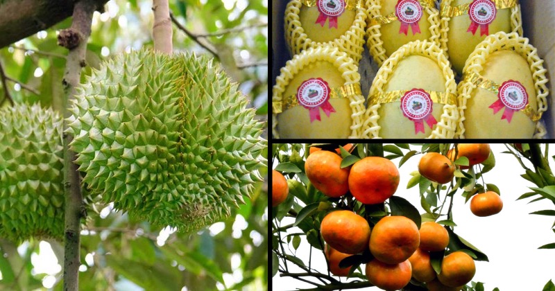 Fruit festival opens up favorable production direction