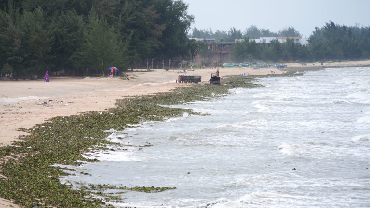 Lục bình tạo thành “đường viền xanh” dọc bãi biển Hồ Tràm, chính quyền địa phương đang huy động phương tiện, nhân lực dọn dẹp. Ảnh: Thành An