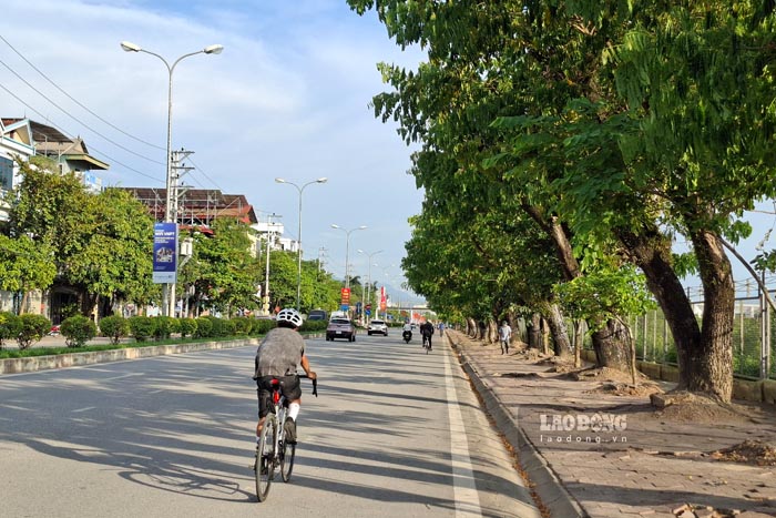 Dien Bien province maintains the status quo of long-standing Muong trees (in the Airport side) on National Highway 12. Photo: Thanh Binh
