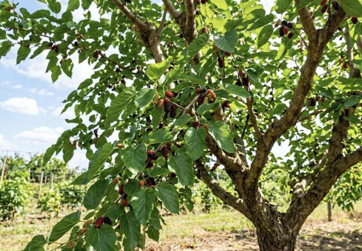 Mulberry leaves contain many beneficial plant active ingredients, which help support blood sugar control and limit cardiovascular problems. Graphics: Vy Vy