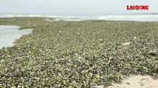 A large amount of water hyacinth and garbage drifted ashore, surrounding the beach in Ho Tram. Photo: Thanh An