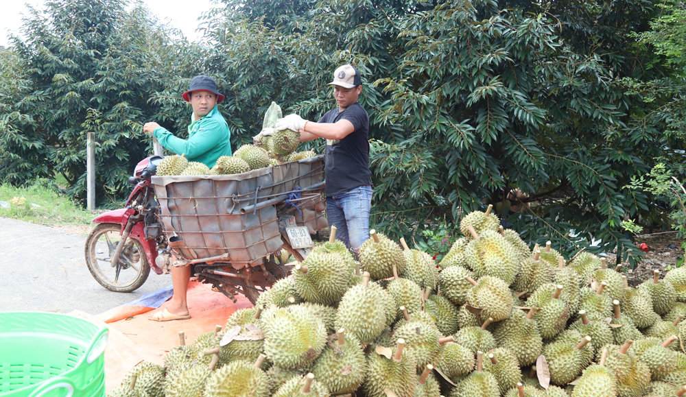 Người dân các xã Đạ Huoai phấn khởi khi sầu riêng được mùa. Ảnh: Phúc Khánh 