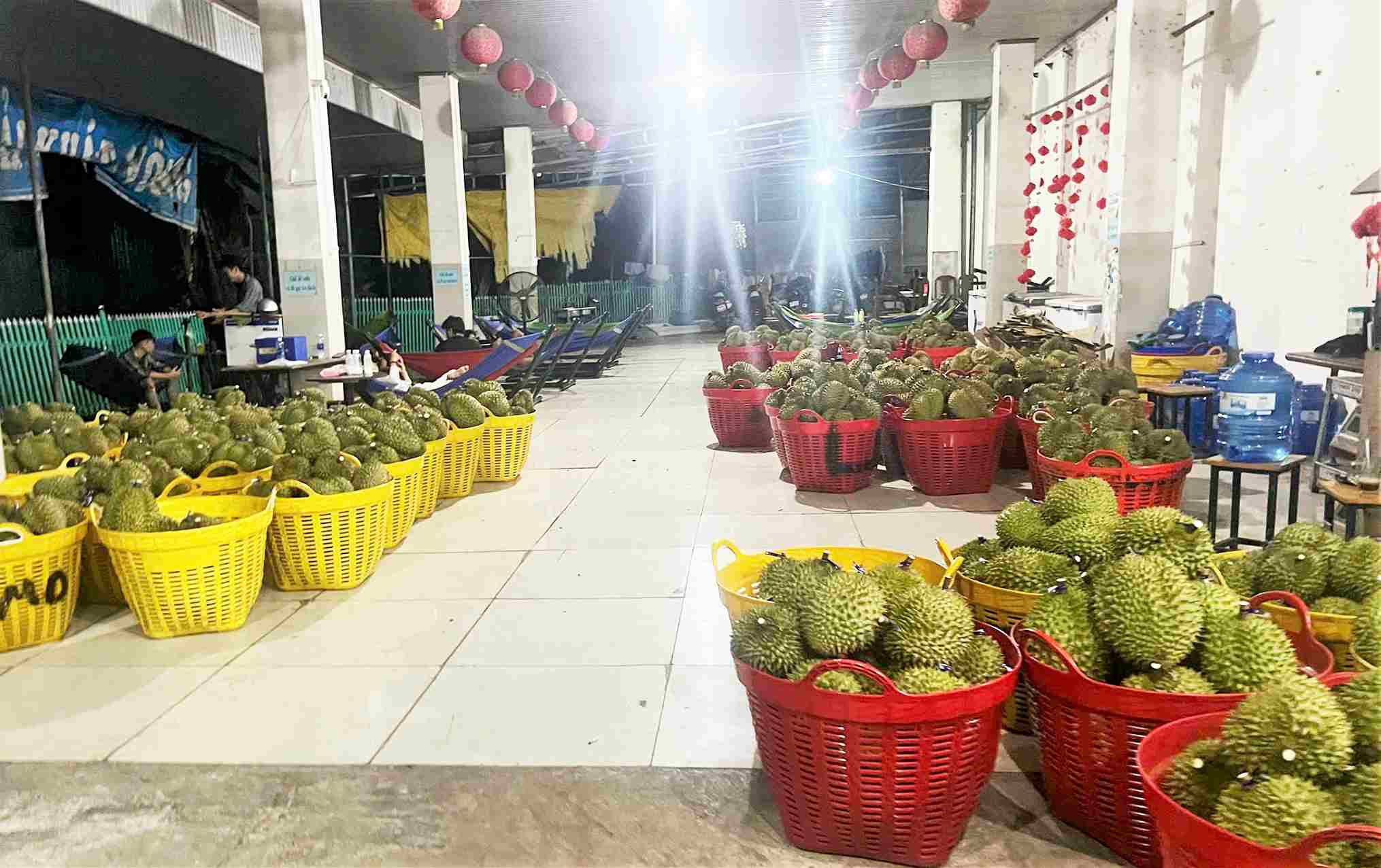 Đang thời điểm đầu mùa, nhưng mỗi ngày, vựa sầu riêng Minh Đăng thu mua khoảng 70 - 80 tấn. Ảnh: Phúc Khánh 