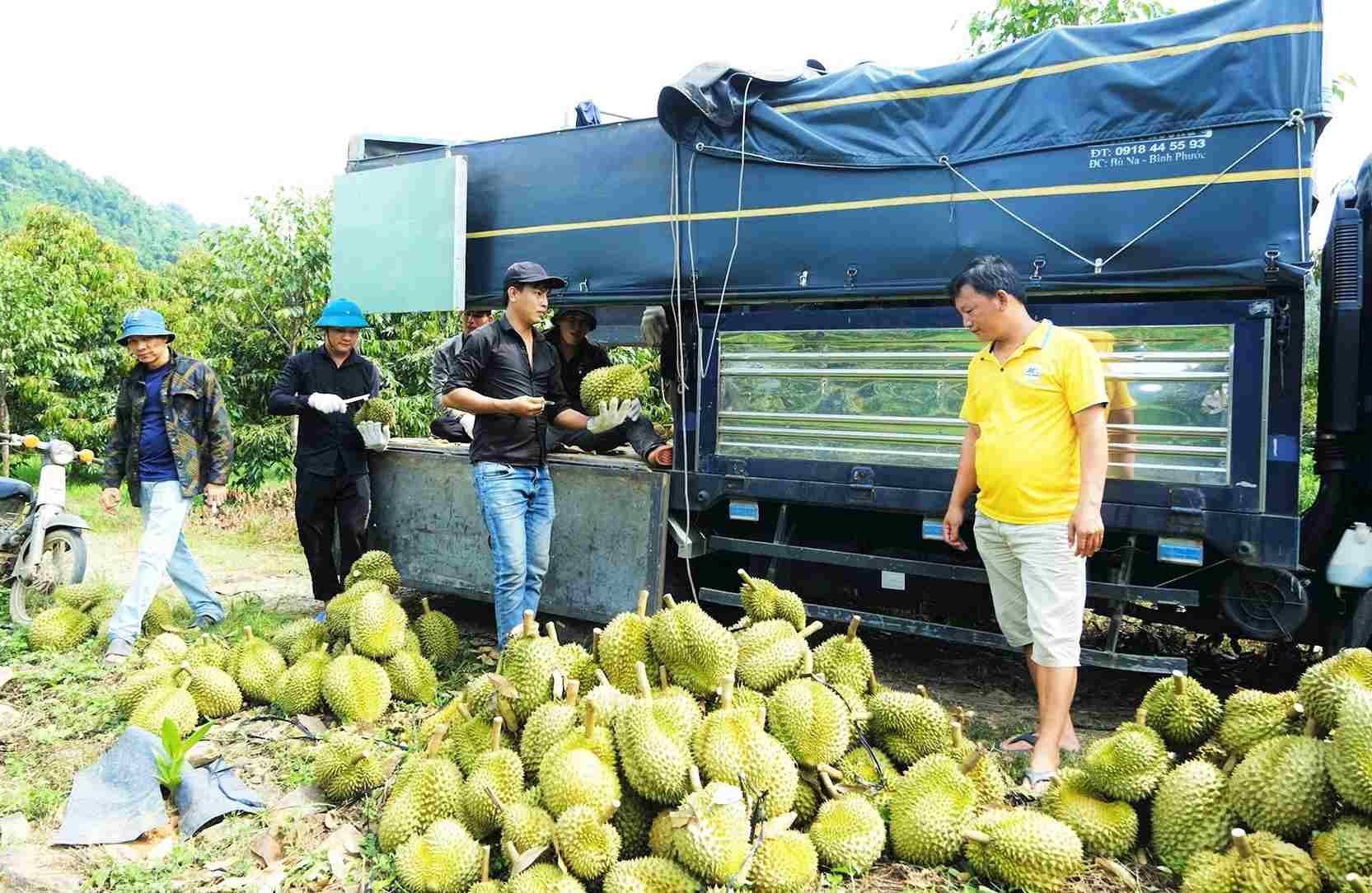 Thương lái đến tận vườn thu mua sầu riêng của người dân tại xã Đạ Huoai 2. Ảnh: Phúc Khánh 