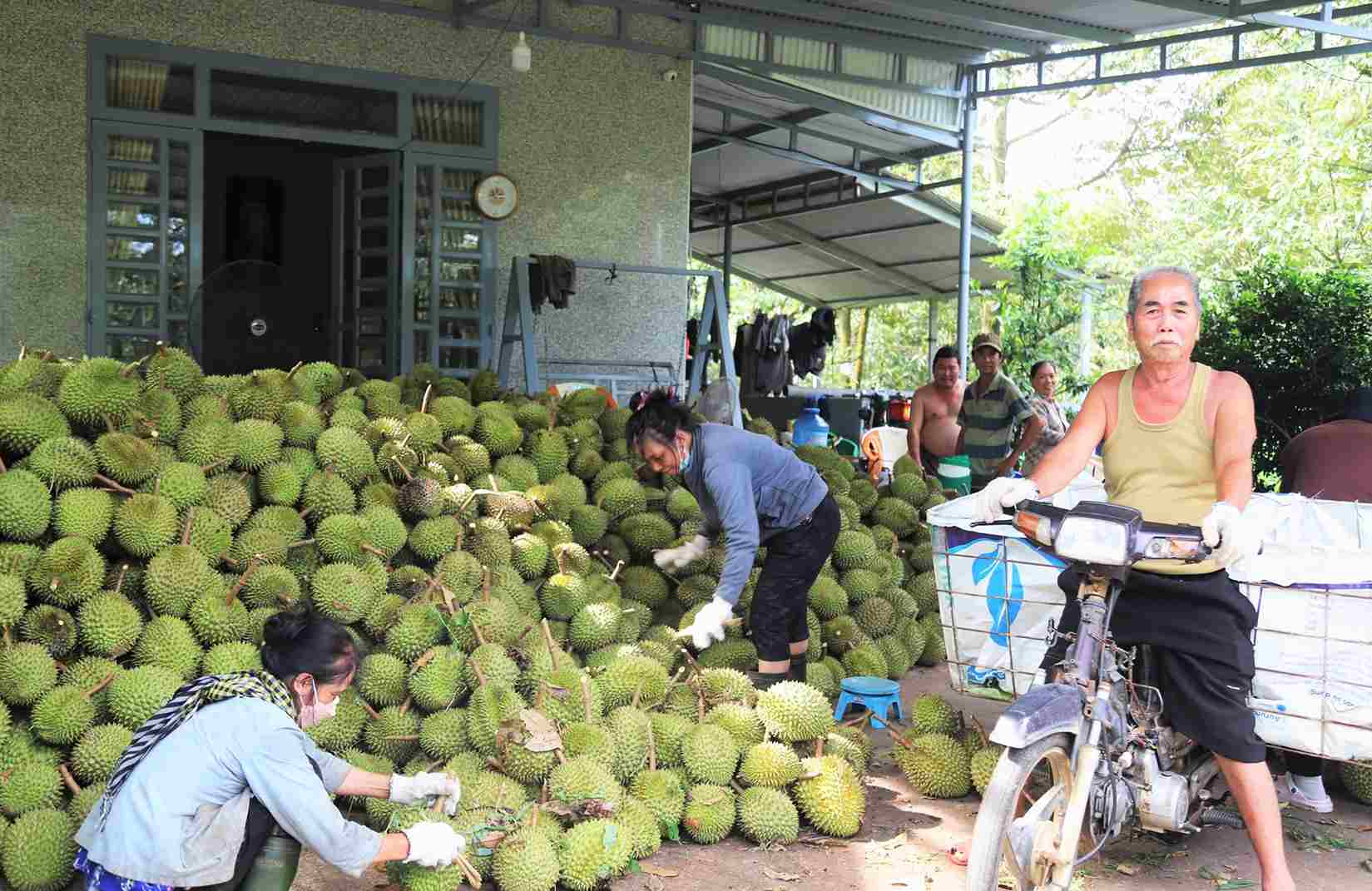 People in Da Huoai communes are entering the durian harvest season, with the joy of a bumper crop and stable prices. Photo: Phuc Khanh