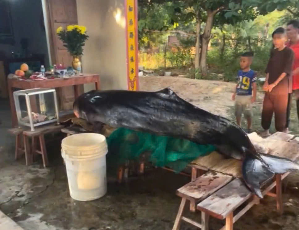 Local authorities coordinate with people to perform the burial of a whale according to traditional customs. Photo: Kien Cuong