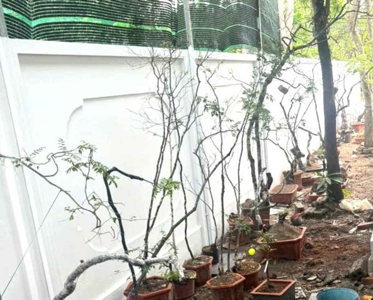 Functional forces inspect and discover many rosewood trees of illegal origin at Mr. Nguyen Van V.'s household. Photo: Ninh Binh Police