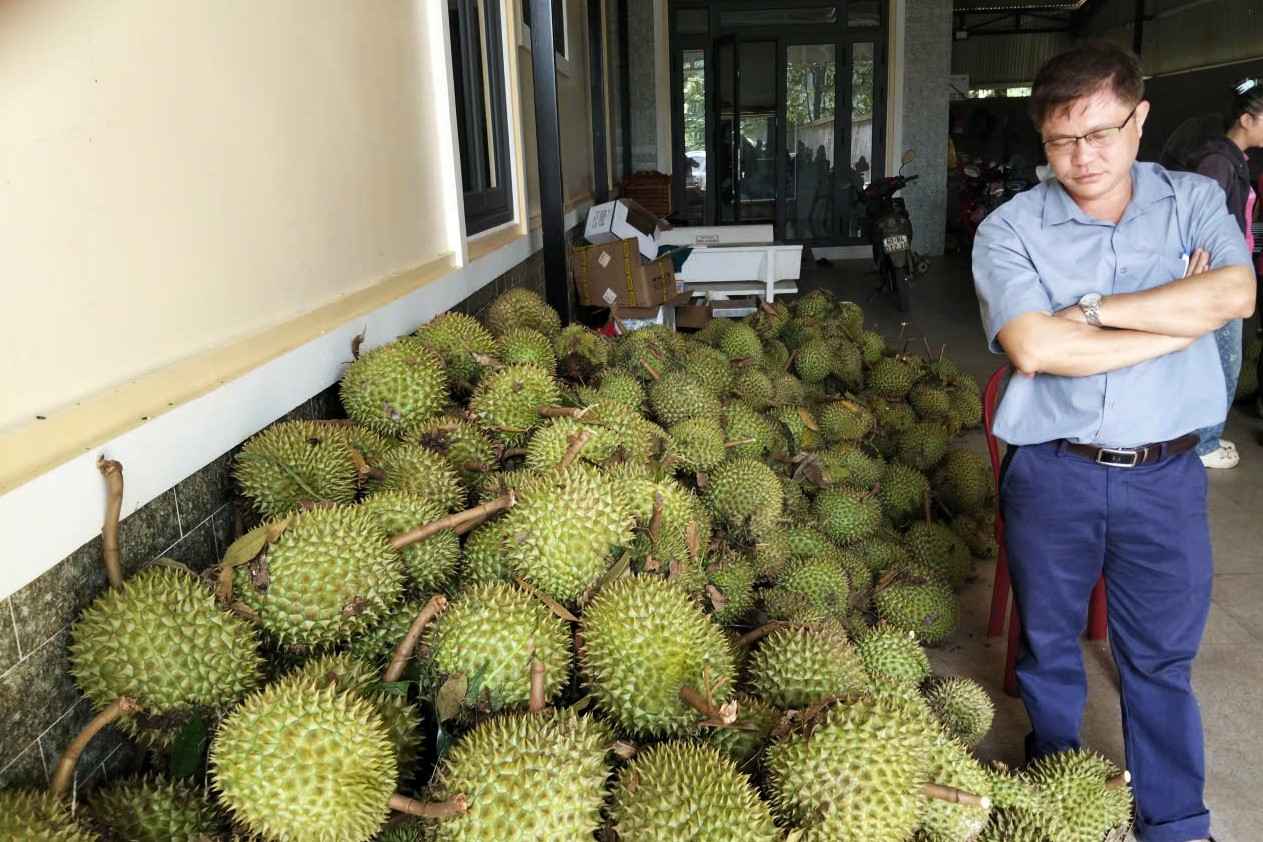 Ước tính có hơn 50 tấn sầu riêng xanh của người dân bị lốc xoáy tuốt rụng, gây thiệt hại hàng tỉ đồng. Ảnh: Phúc Khánh 