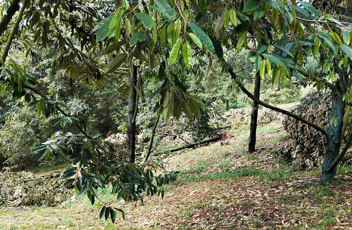 Sầu riêng của người dân thôn 1 (xã Đạ Huoai 2) bị lốc xoáy làm gãy đổ, bật gốc. Ảnh: Phúc Khánh 