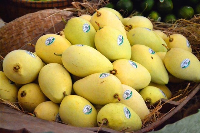 Mango is a favorite fruit in the summer. Photo: Luc Tung