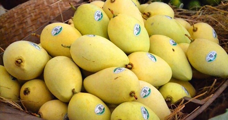 Sữa và xoài có nên dùng cùng nhau không theo bằng chứng khoa học