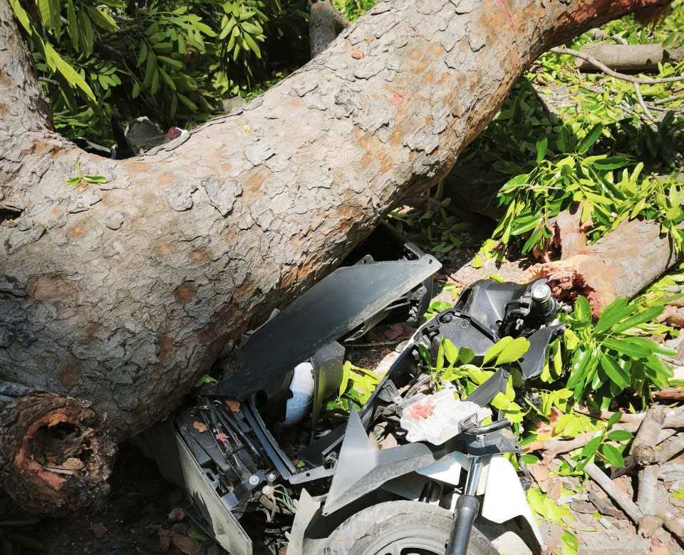 A mahogany tree branch on 21 Thang 8 street, Phan Rang ward suddenly broke and hit a pedestrian. Photo: Khanh Hoa Police