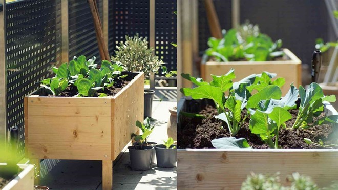 Choosing the right trees helps the balcony to be green and good during the summer. Photo: Thuy Duong