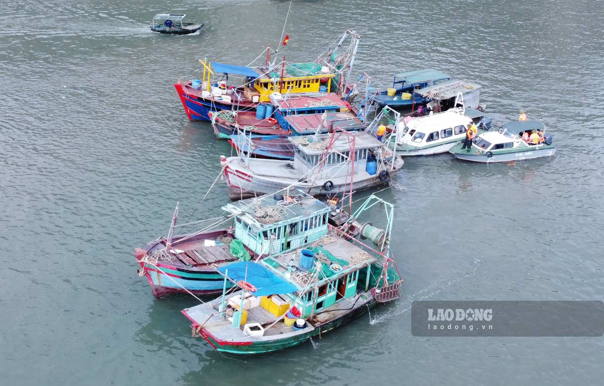Lực lượng chức năng kiểm tra tàu thuyền neo đậu ven bờ vịnh Hạ Long khu vực phường Hồng Gai, tỉnh Quảng Ninh. Ảnh: Đoàn Hưng