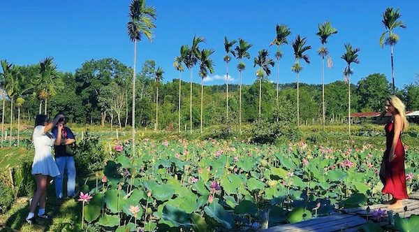 Touristes étrangers prenant des photos au champ de lotus de Trà Lý. Photo: Ngọc Oanh