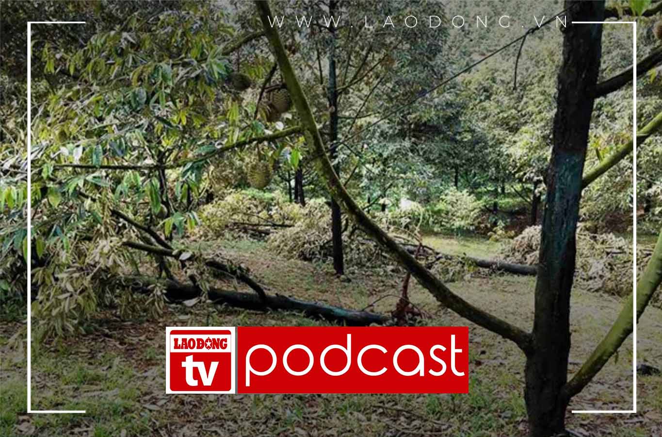 Morning news 7.6: Dozens of tons of durian of Lam Dong people dropped due to tornado