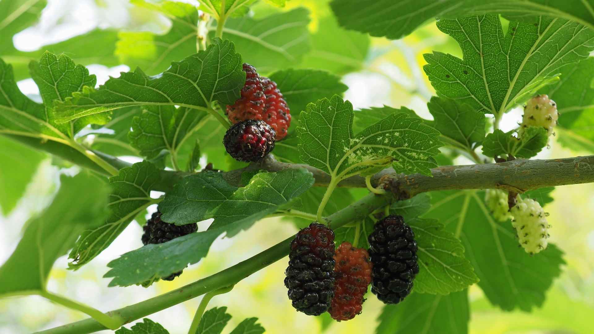 Type of leaf that can help stop sudden blood sugar spikes after meals