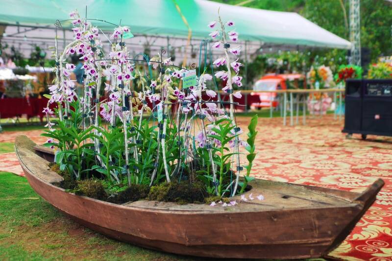 Nhiều loại hoa lan đẹp được trưng bày tại lễ hội. Ảnh: Anh Đức