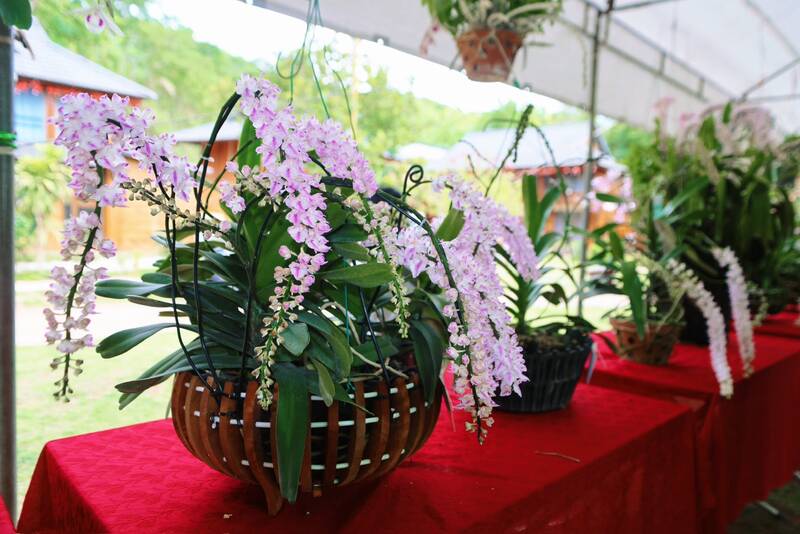 Lan phi điệp và đuôi cáo khoe sắc tại lễ hội. Ảnh: Anh Đức