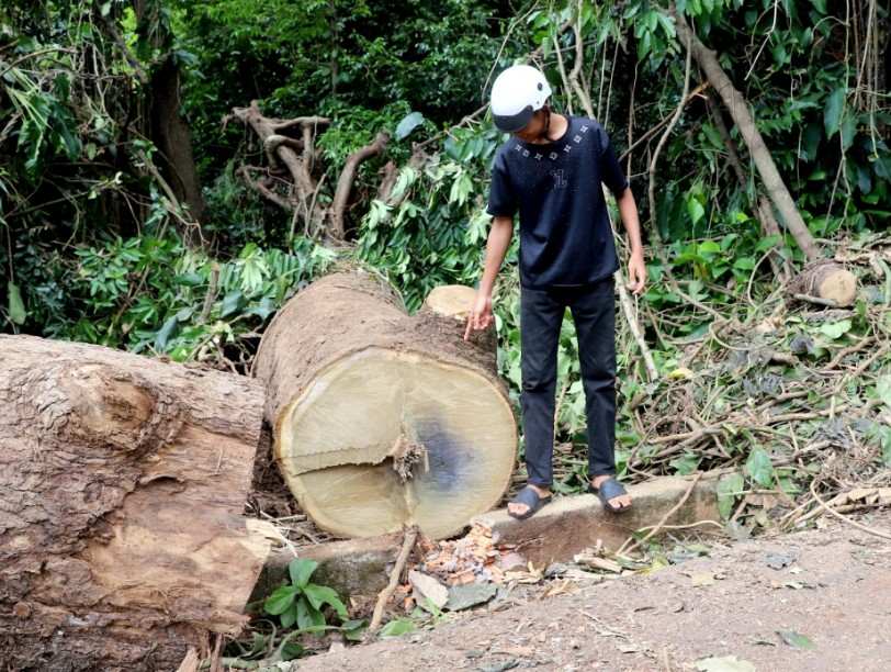 A 100-year-old Săng Đào tree uprooted and crushed a resident in Dak Lak who was injured. Photo: H Xiu