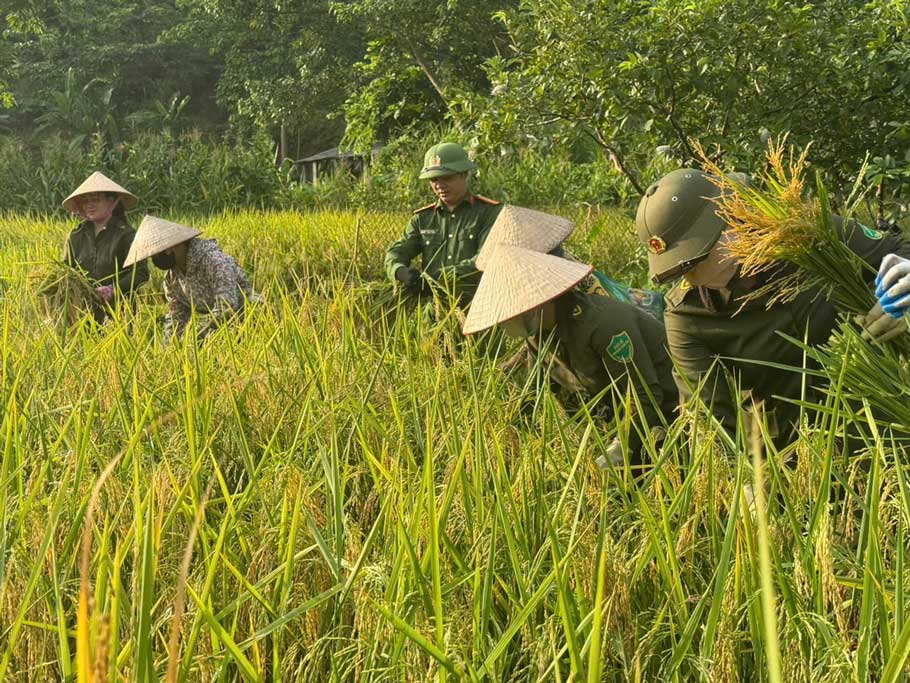 Công an xã Bảo Yên hỗ trợ người dân thu hoạch lúa, hưởng ứng phong trào thi đua “Ba nhất”. Ảnh: CA Lào Cai