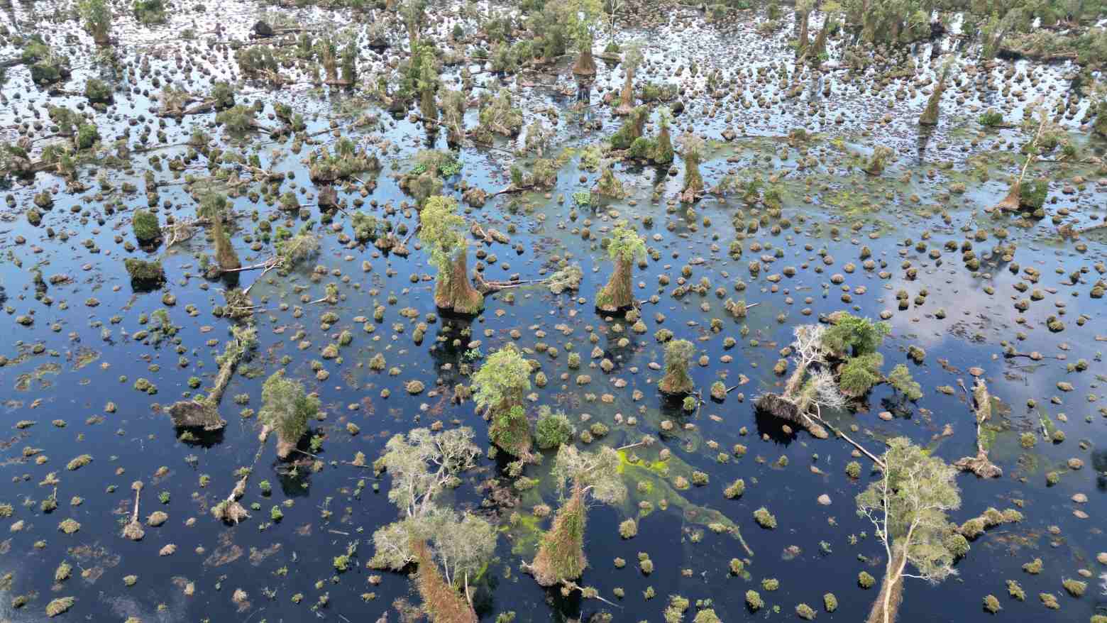 Many areas of cajeput forest in U Minh Ha, Ca Mau are depleted. Photo: Nhat Ho.