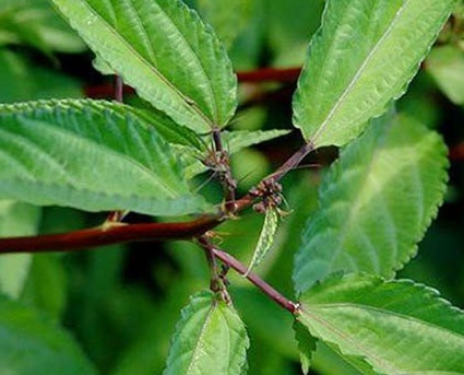 C'est un légume d'été qui, selon les rumeurs, peut aider à abaisser les enzymes hépatiques et à détoxifier. Photo: Kiều Vũ