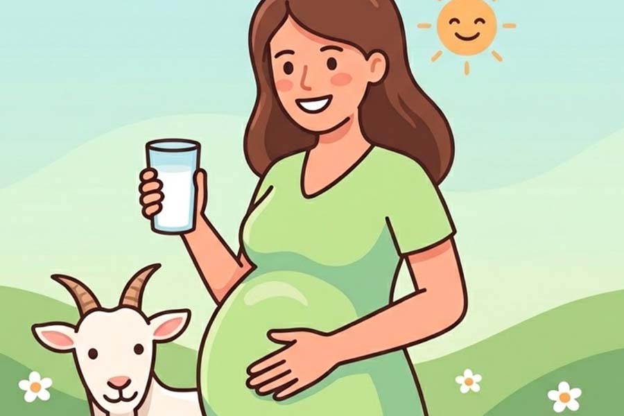 Things pregnant women need to know before drinking goat milk. Graphics: Thien Nhan