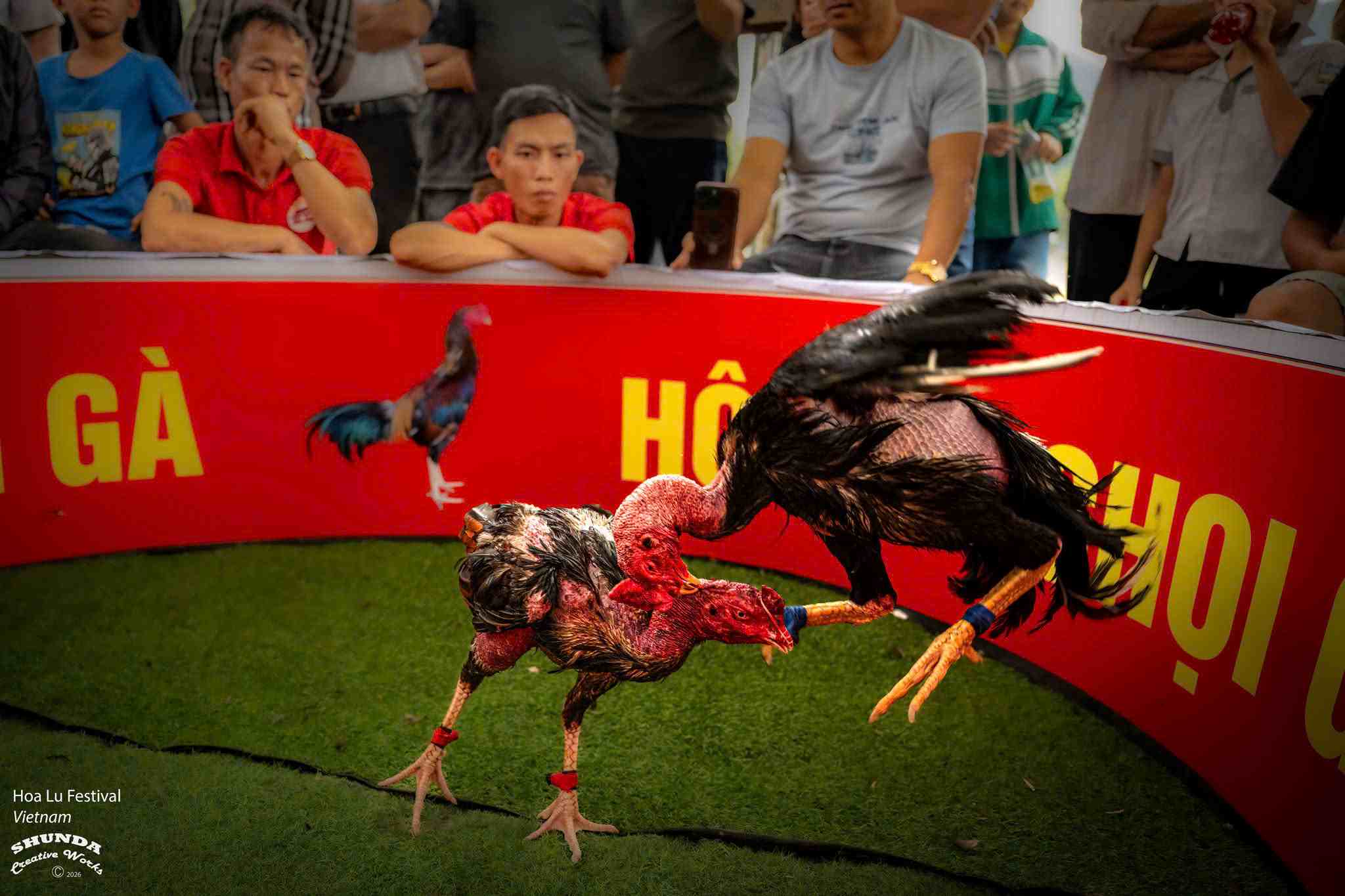 Tác phẩm Chọi gà. Ảnh: Lee Son Tai