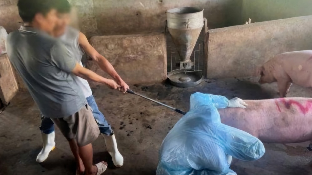 The reason why the group of people buying and selling pigs in Thanh Hoa was investigated by the police. Photo: Thanh Hoa Provincial Police