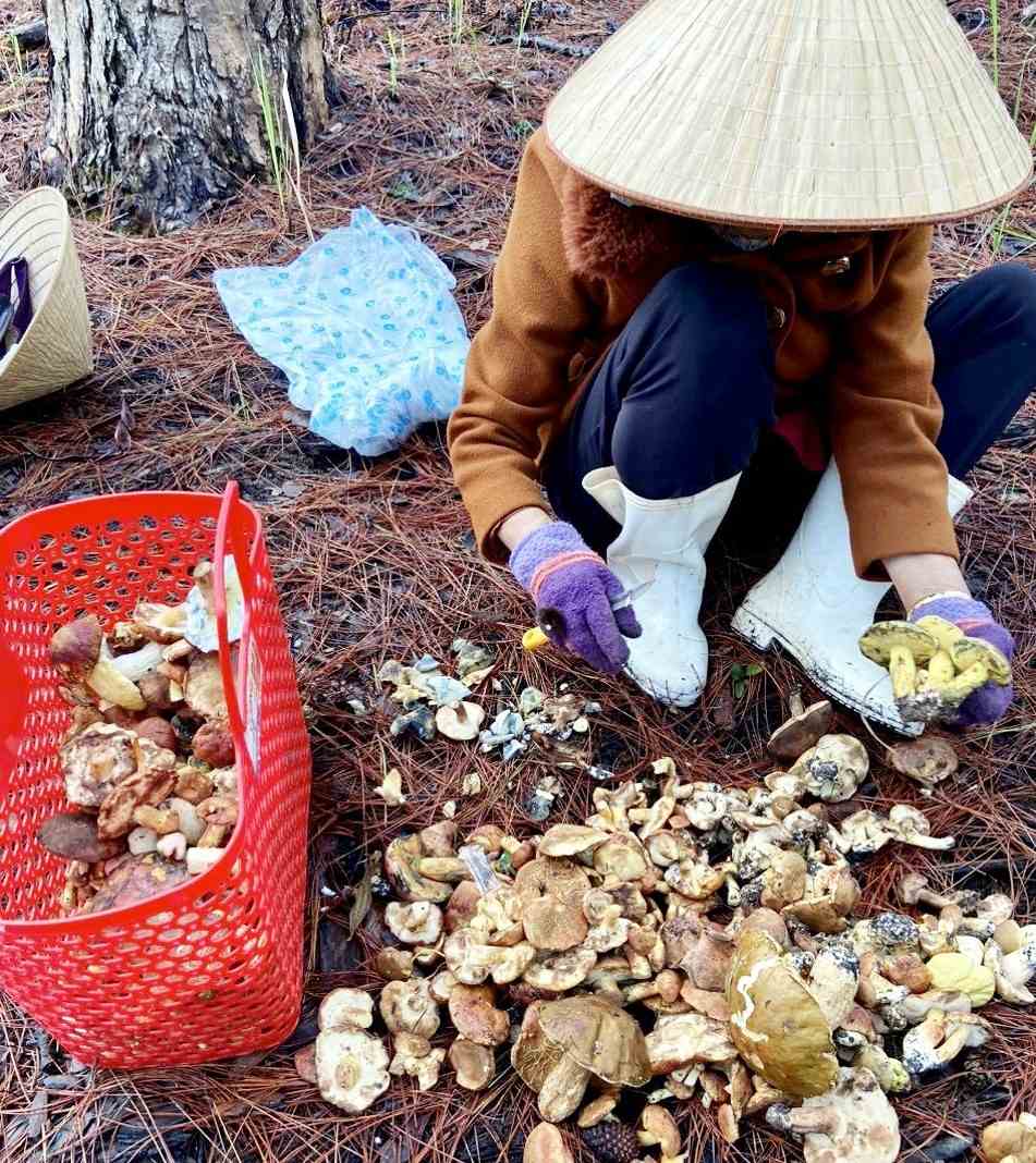 Sở Y tế Lâm Đồng ban hành công văn hỏa tốc phòng chống ngộ độc nấm trong mùa mưa. Ảnh: Phúc Khánh 