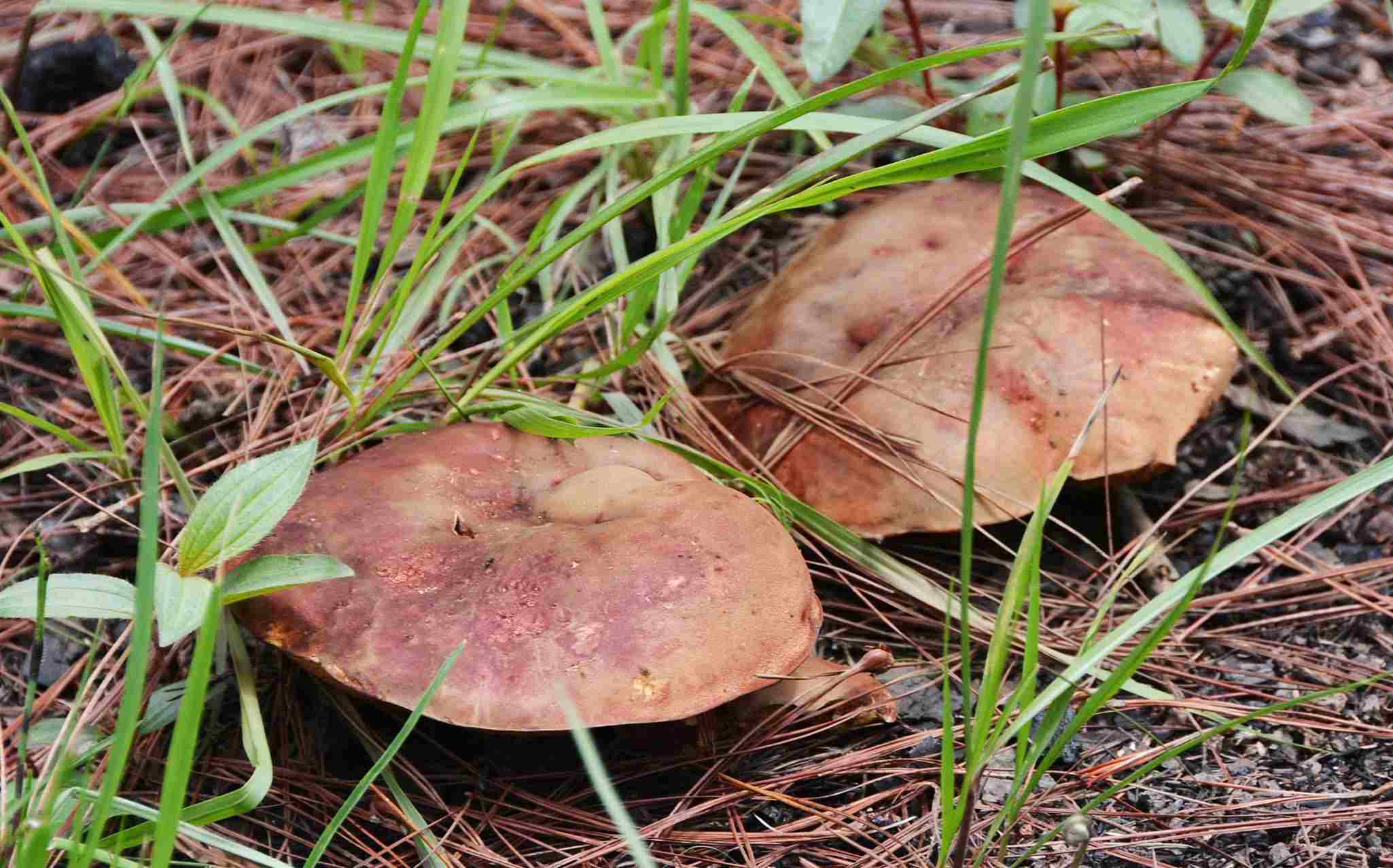 Currently in Lam Dong, there are about 50 species of mushrooms containing toxins with a high risk of poisoning. Photo: Phuc Khanh