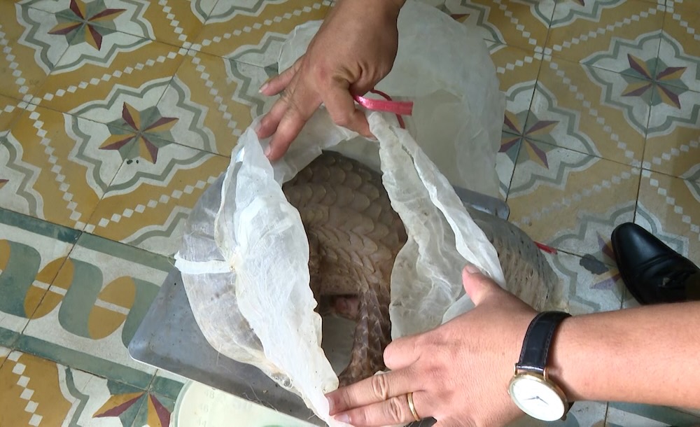 Rare animal discovered on the roadside in Quang Tri. Photo: Han Nguyen