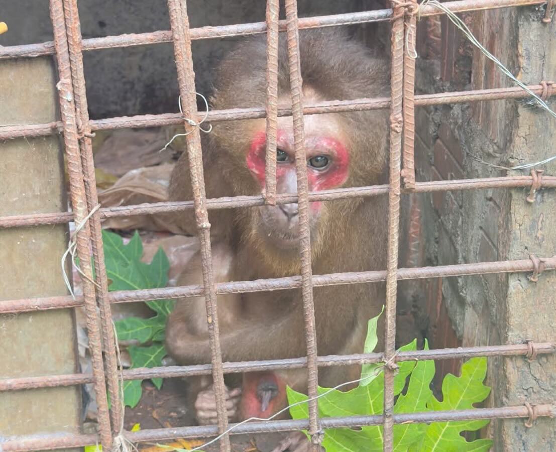Red-faced monkey discovered by people while buying cows. Photo: Dong Son Ward People's Committee