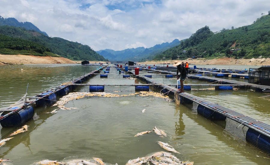 Les habitants collectent la quantité de poissons morts pour les détruire. Photo: Duy Dũng