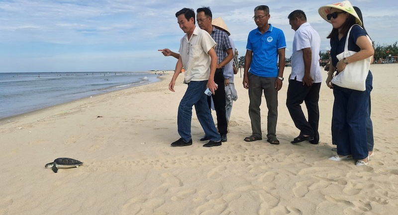 Blue turtles discovered by fishermen caught in nets are released back to sea. Photo: Han Nguyen