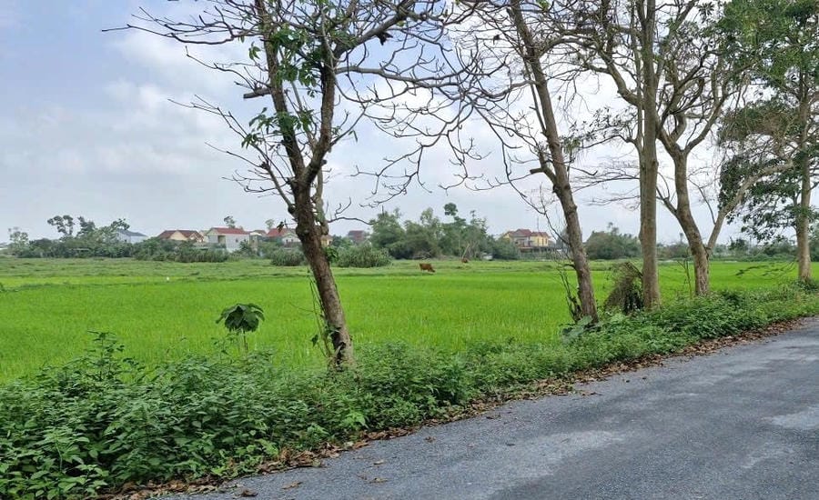 The complex sports and eco-urban area project of Cua Lo Sea Golf Joint Stock Company is still vacant. Photo: Ngoc Anh