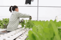 New standards for safe vegetables, reducing the burden on farmers