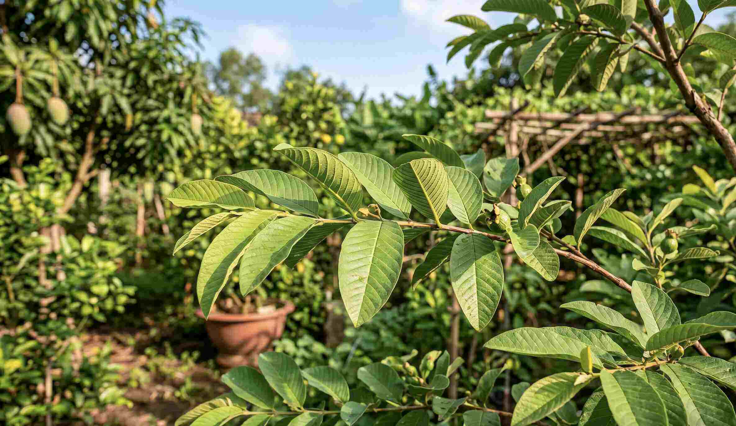 Guava leaves contain many beneficial compounds, which are believed to support blood sugar, cardiovascular health and overall health. Graphics: Vy Vy