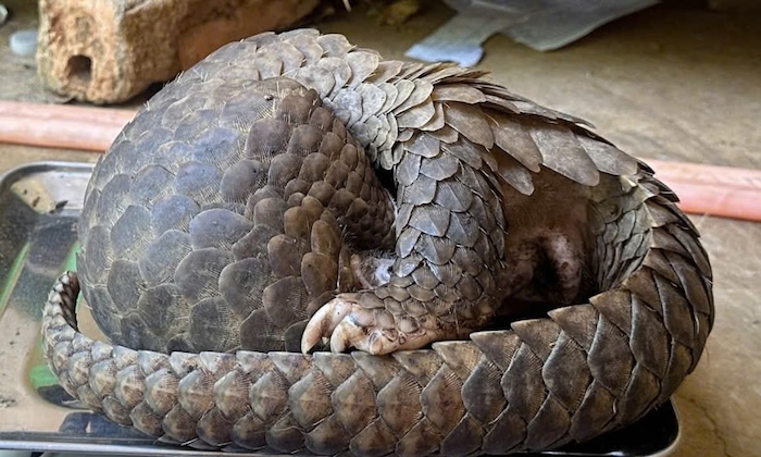 Pangolin individual discovered by people. Photo: Khe Sanh Commune People's Committee