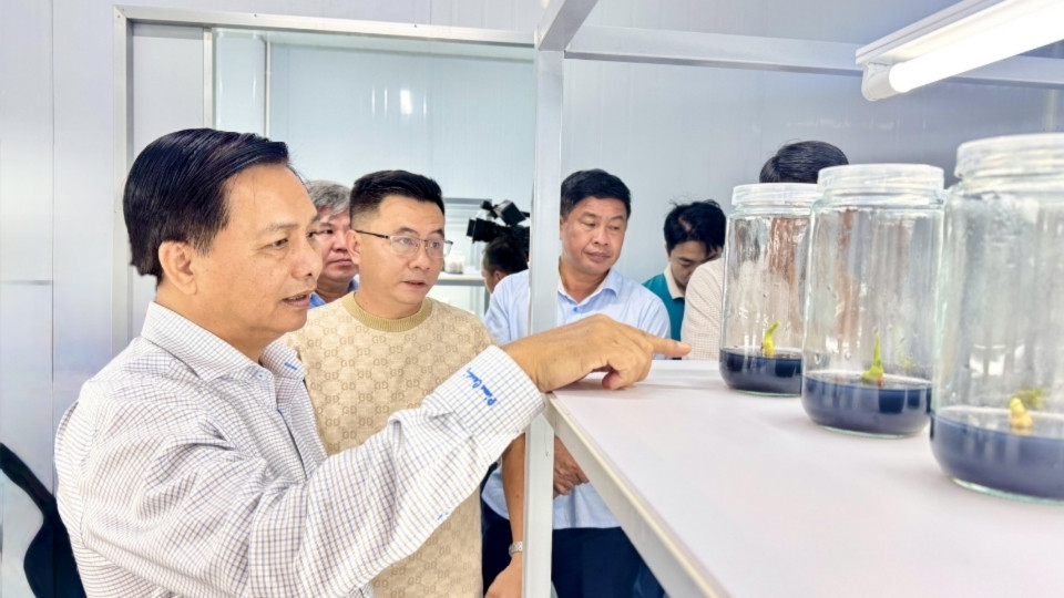 Bí thư Tỉnh ủy Trần Văn Lâu khảo sát mô hình nông nghiệp công nghệ cao tại Vĩnh Long sau sáp nhập. Ảnh: Hoàng Lộc