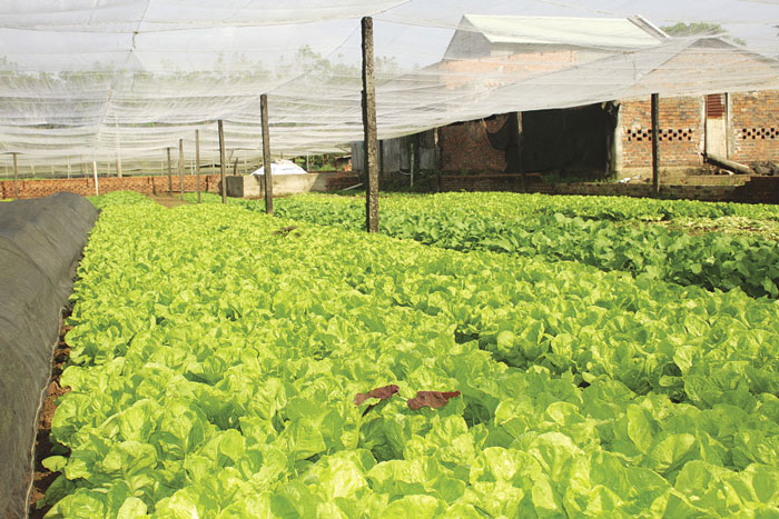 Reasons why VietGAP vegetables are still difficult to widely cover
